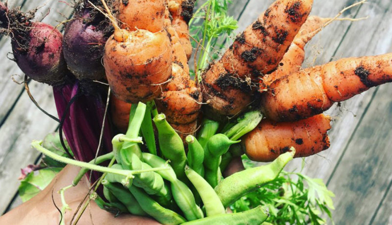 Légumes du jardin - rentrée en santé | Inspire Mouvement